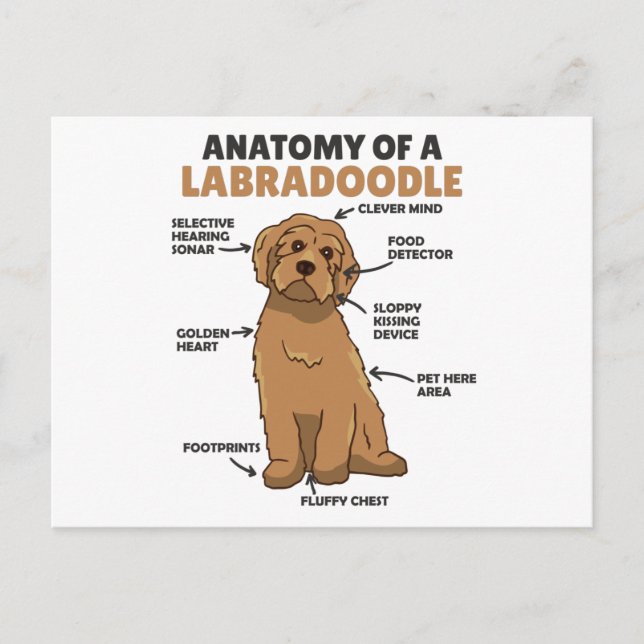 Carte Postale Anatomie D'Un Labradoodle Cute Canine Chiot (Devant)