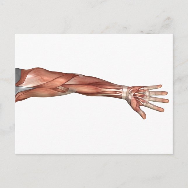Carte Postale Anatomie Musculaire Du Bras Humain, Vue Antérieure (Devant)