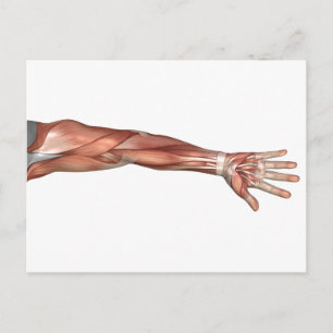 Carte Postale Anatomie Musculaire Du Bras Humain, Vue Antérieure
