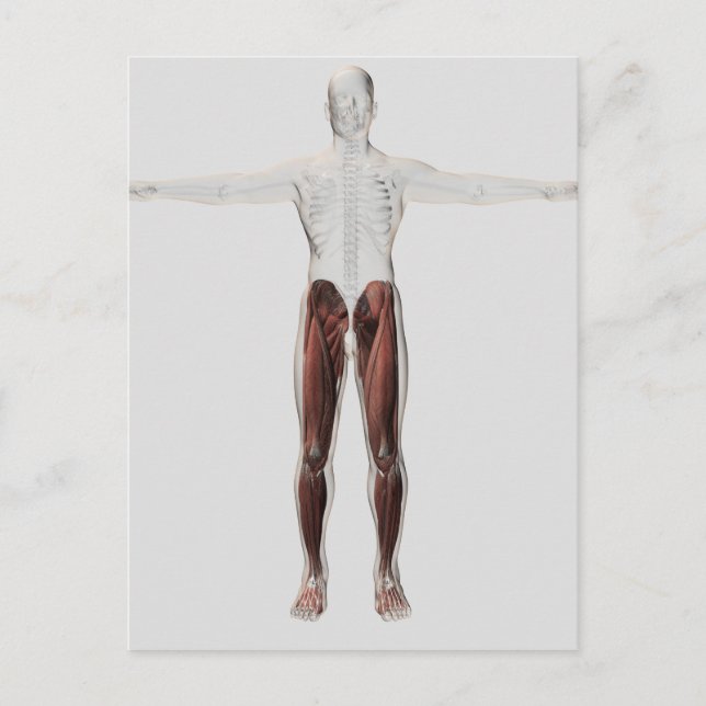 Carte Postale Anatomie Musculaire Homme Des Jambes Humaines, Ant (Devant)
