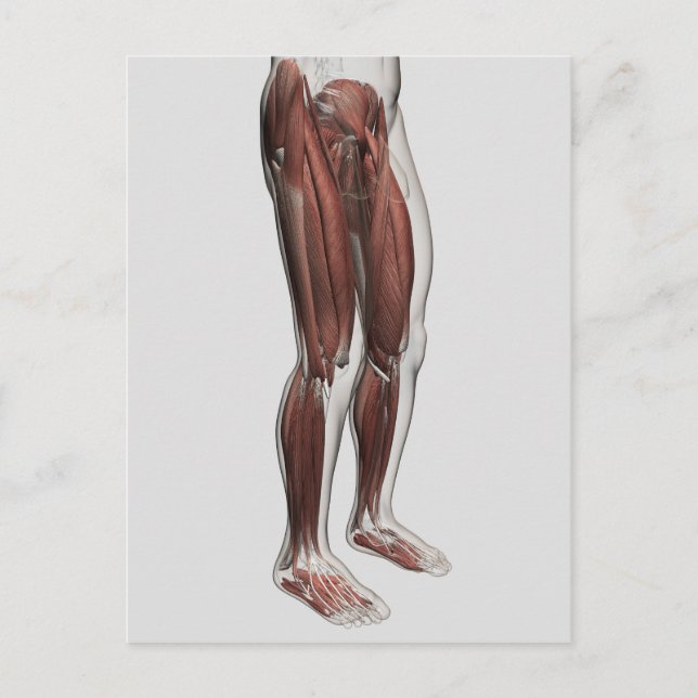 Carte Postale Anatomie Musculaire Homme Des Jambes Humaines, Ant (Devant)