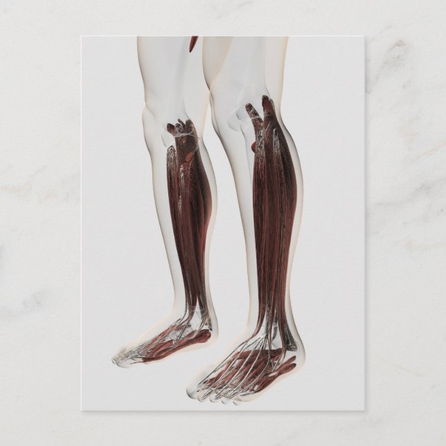Carte Postale Anatomie Musculaire Masculine Des Jambes Humaines, (Devant)