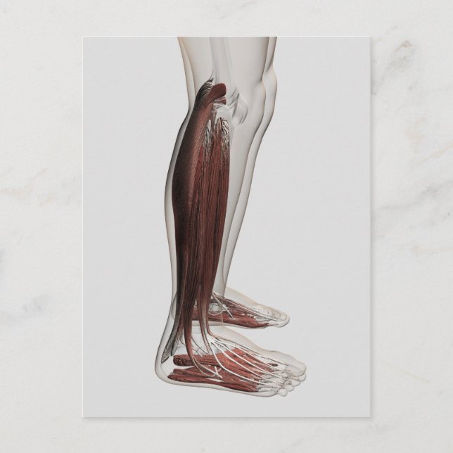 Carte Postale Anatomie Musculaire Masculine Des Jambes Humaines, (Devant)