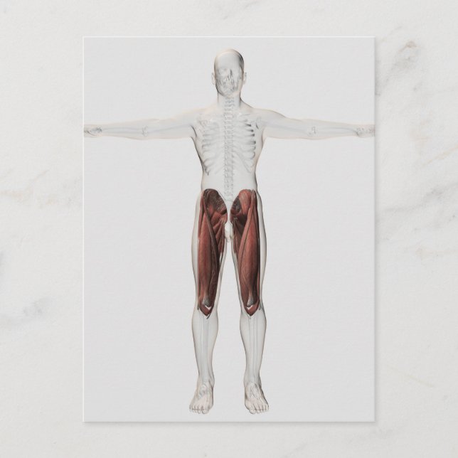 Carte Postale Anatomie Musculaire Masculine Des Jambes Humaines, (Devant)