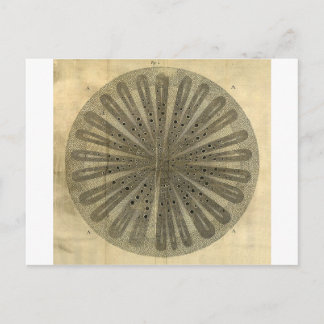 Carte Postale Anatomie Plante vintage