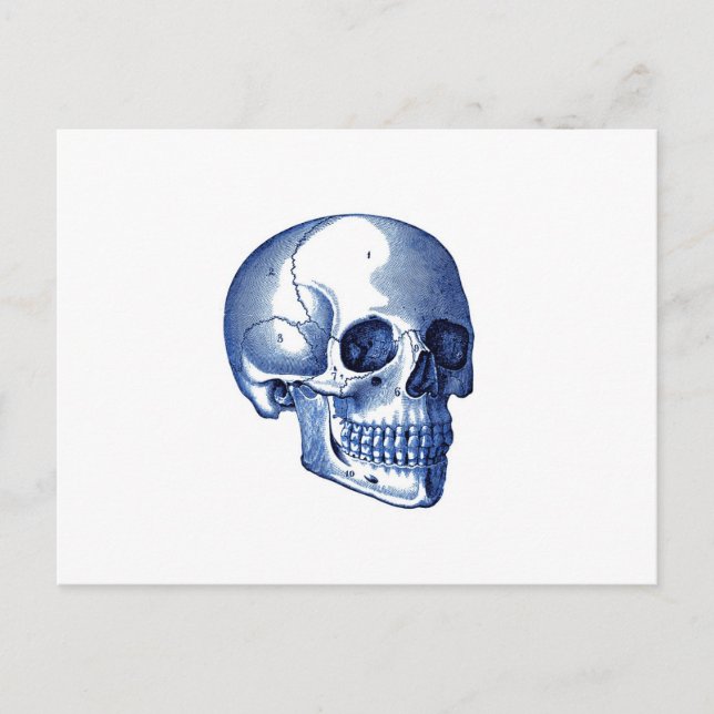 Carte Postale Anatomie vintage du crâne (Devant)