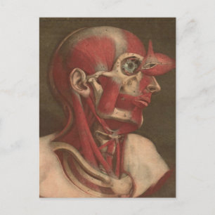 Carte Postale Anatomie vintage   Tête, Cou et épaules