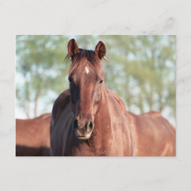 Carte Postale ANB Gottalil Gumption (Devant)