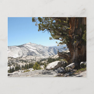 Carte Postale Ancien arbre du parc national Yosemite