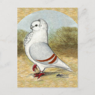 Carte Postale Ancien hibou allemand dans la ronde