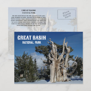 Carte Postale Ancien pin de Bristlecone, Hiver, Grand bassin NP