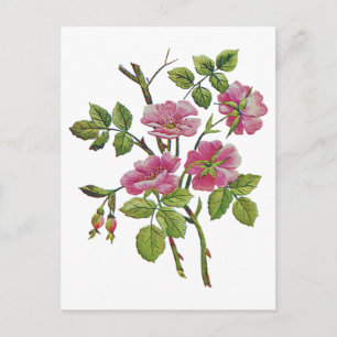 Carte Postale Ancien Rose anglais brodé rose