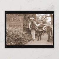 Carte postale ancienne d'âne