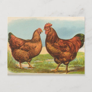 Carte postale ancienne de poule Rhode Island Red