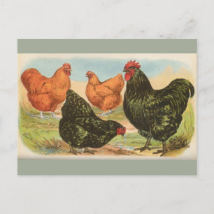 Carte postale ancienne de quatre "poulets Orpingto