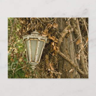 Carte Postale Ancienne Lampe Suspendue Sur L'Arbre