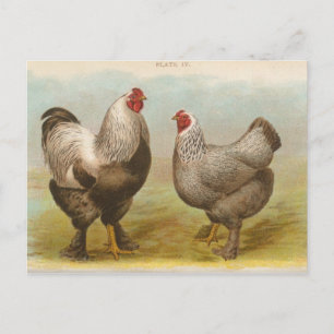 Carte postale ancienne "Poules Brahama foncées"