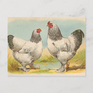 Carte postale ancienne "Poules Brahama légères"