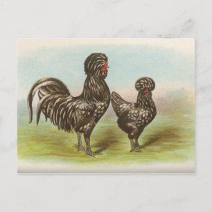 Carte postale ancienne "Poules Houdan"