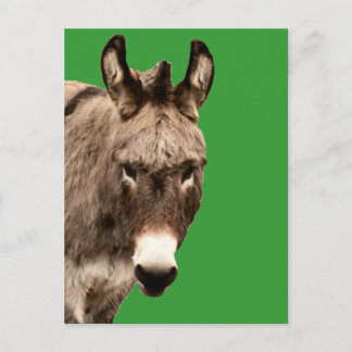 Carte Postale âne