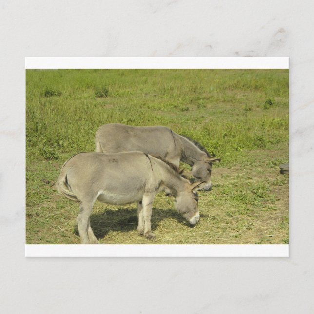 Carte Postale âne (Devant)