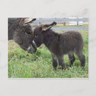 Carte Postale âne