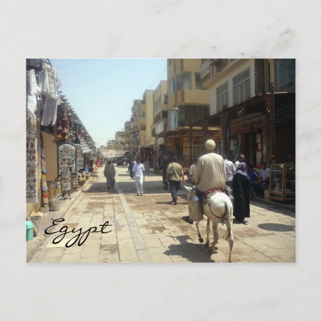 Carte Postale âne aswan (Devant)