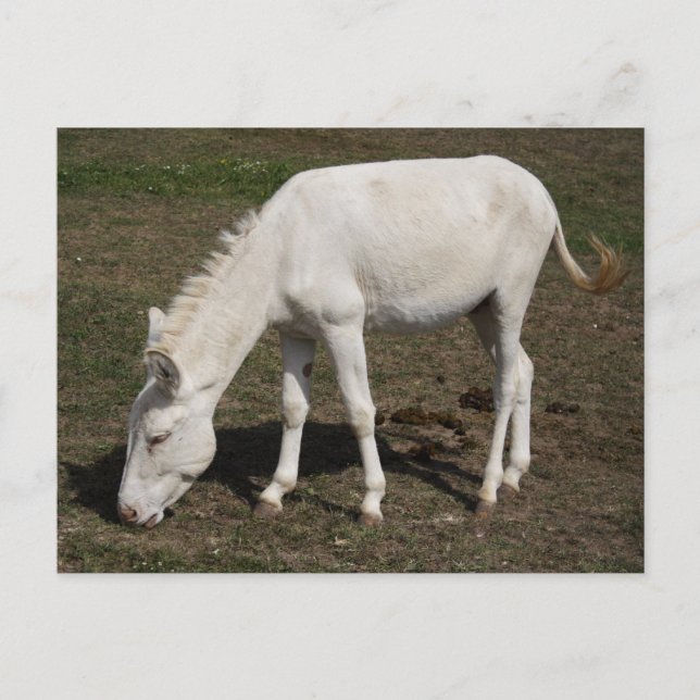 Carte Postale Âne blanc autrichien-hongrois (Devant)
