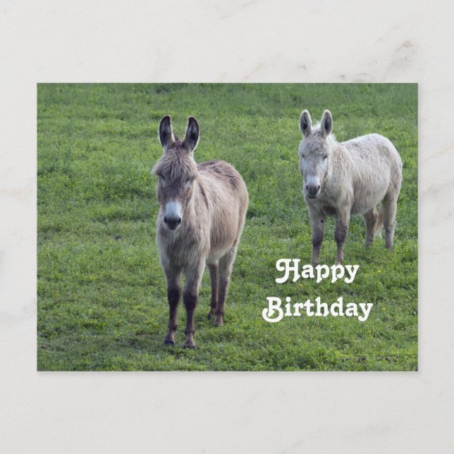 Carte Postale Âne Brun Tan Photo Anniversaire Animal (Devant)