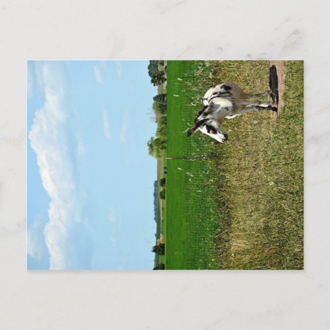 Carte Postale âne dans un champ (Devant)
