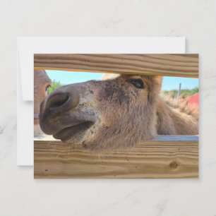 Carte Postale Âne de bébé