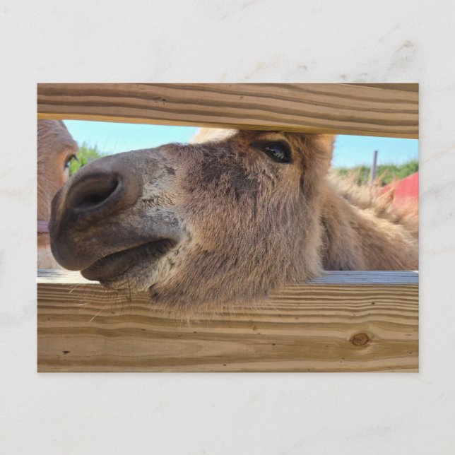 Carte Postale Âne de bébé (Devant)