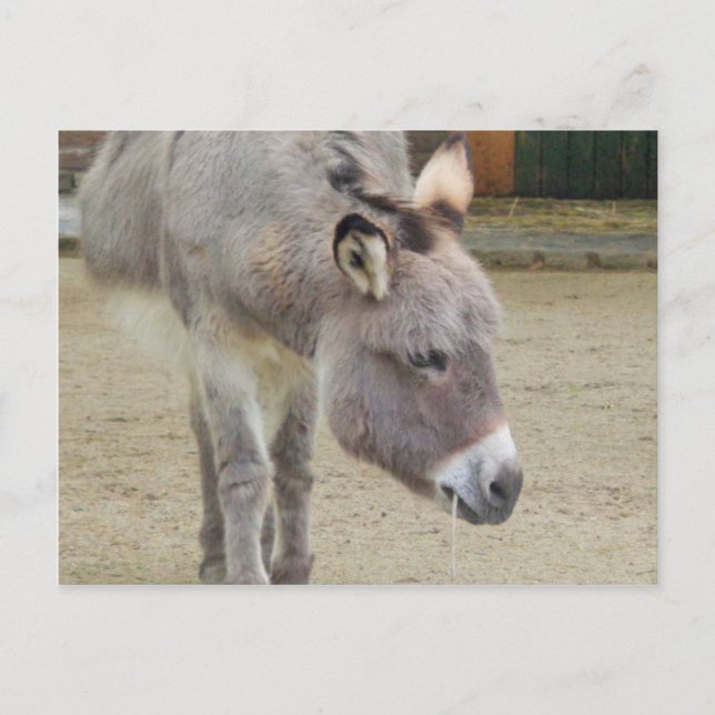 Carte Postale Âne doux, Gris animal, Famille de chevaux (Devant)