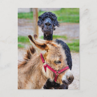 Carte Postale Âne et lama