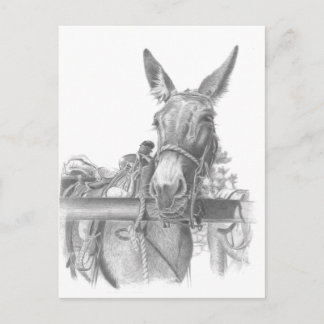 Carte Postale âne mule