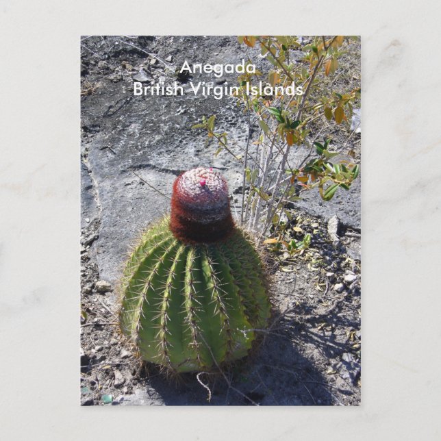 Carte Postale Anegada BVI (Devant)