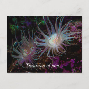 Carte Postale Anémone Crimson