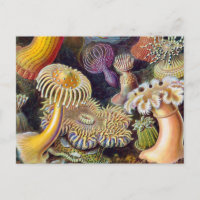 Anémone de mer Nature scientifique Océan