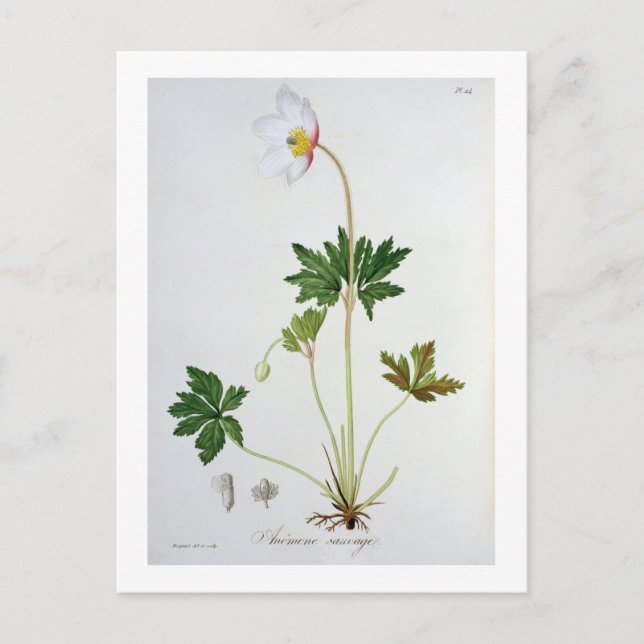 Carte Postale Anémone en bois de "Phytographie Medicale" par (Devant)