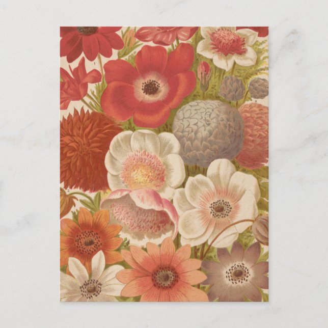 Carte Postale Anémone | George Nicholson (Devant)