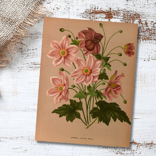 Carte Postale Anemone Japonica Rosea Exquise Vintage Botanique