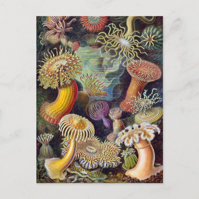 Carte Postale Anémone marine Ernst Haeckel Actiniaea (Devant)