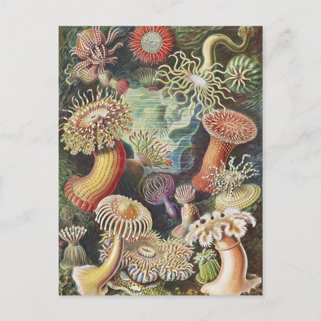 Carte Postale Anémones de mer, Actiniae Seeanemonen Ernst Haecke (Devant)