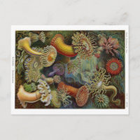 Anémones de mer d'Ernst Haeckel