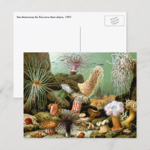 Carte Postale Anémones de mer vintage, faune marine Animaux de l