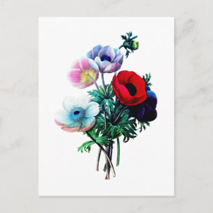 Carte Postale Anémones rouge blanc et bleu par Redoute