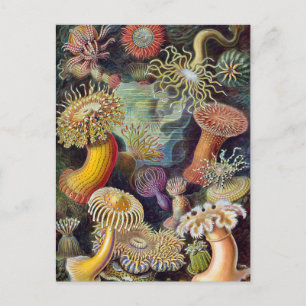 Carte Postale Anémones sous-marines vintages par Ernst Haeckel