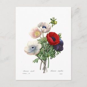 Carte Postale Anémonies