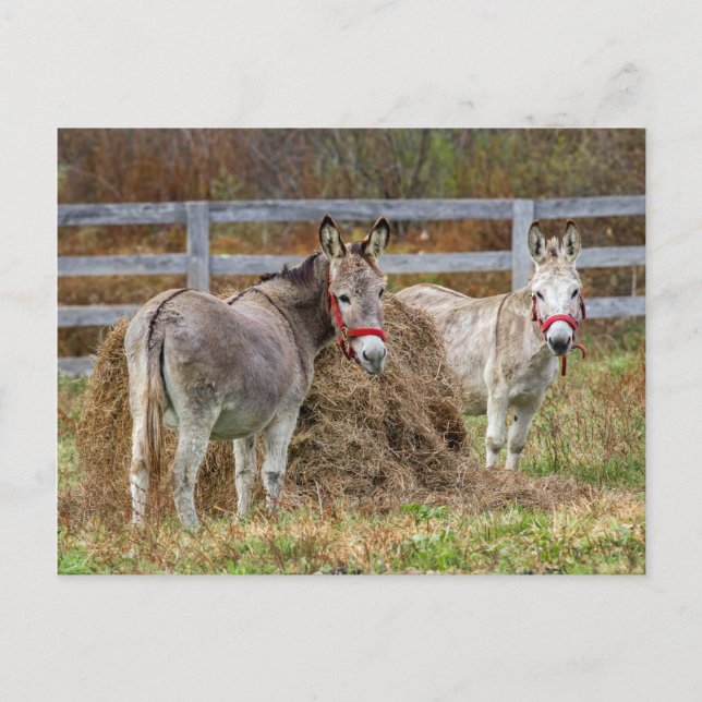 Carte Postale Ânes (Devant)
