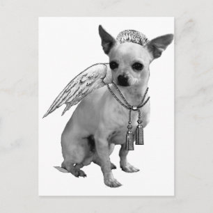 Carte Postale Ange blanc Chihuahua